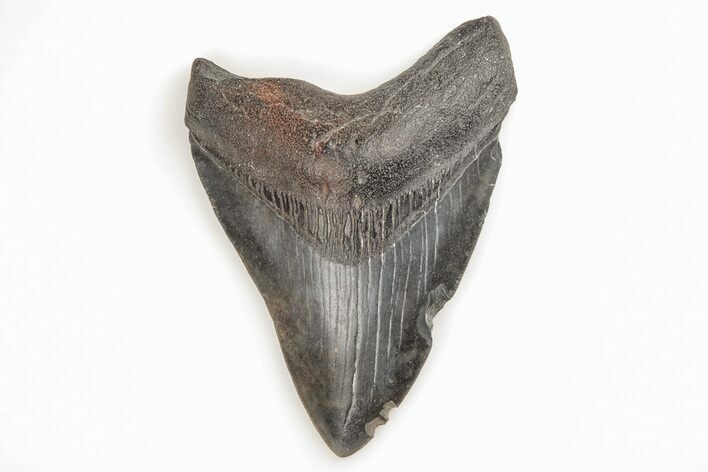 Fossil Megalodon Tooth - South Carolina #196857